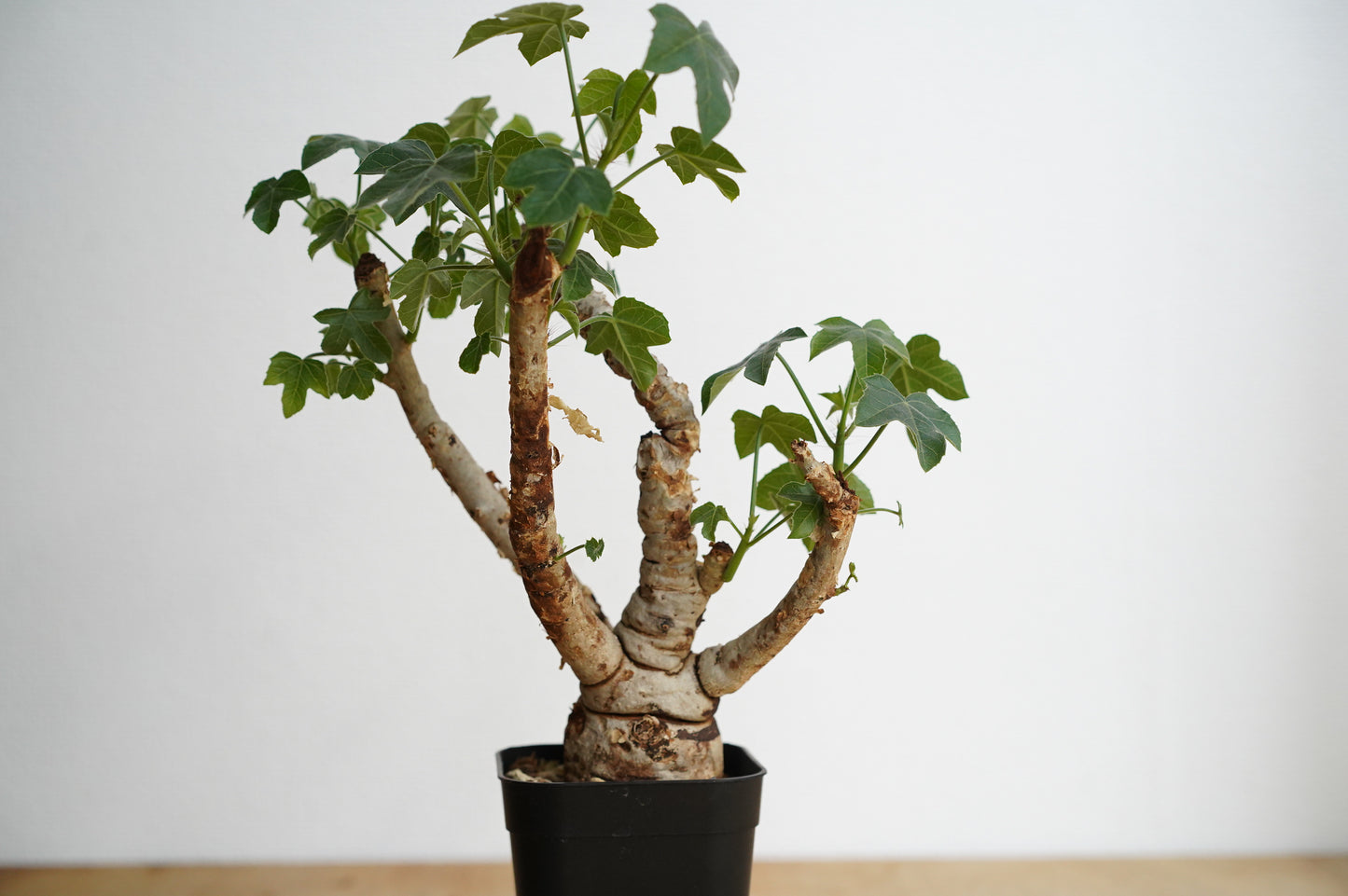 ヤトロファ スピカータ Jatropha spicata (JS2306-017)