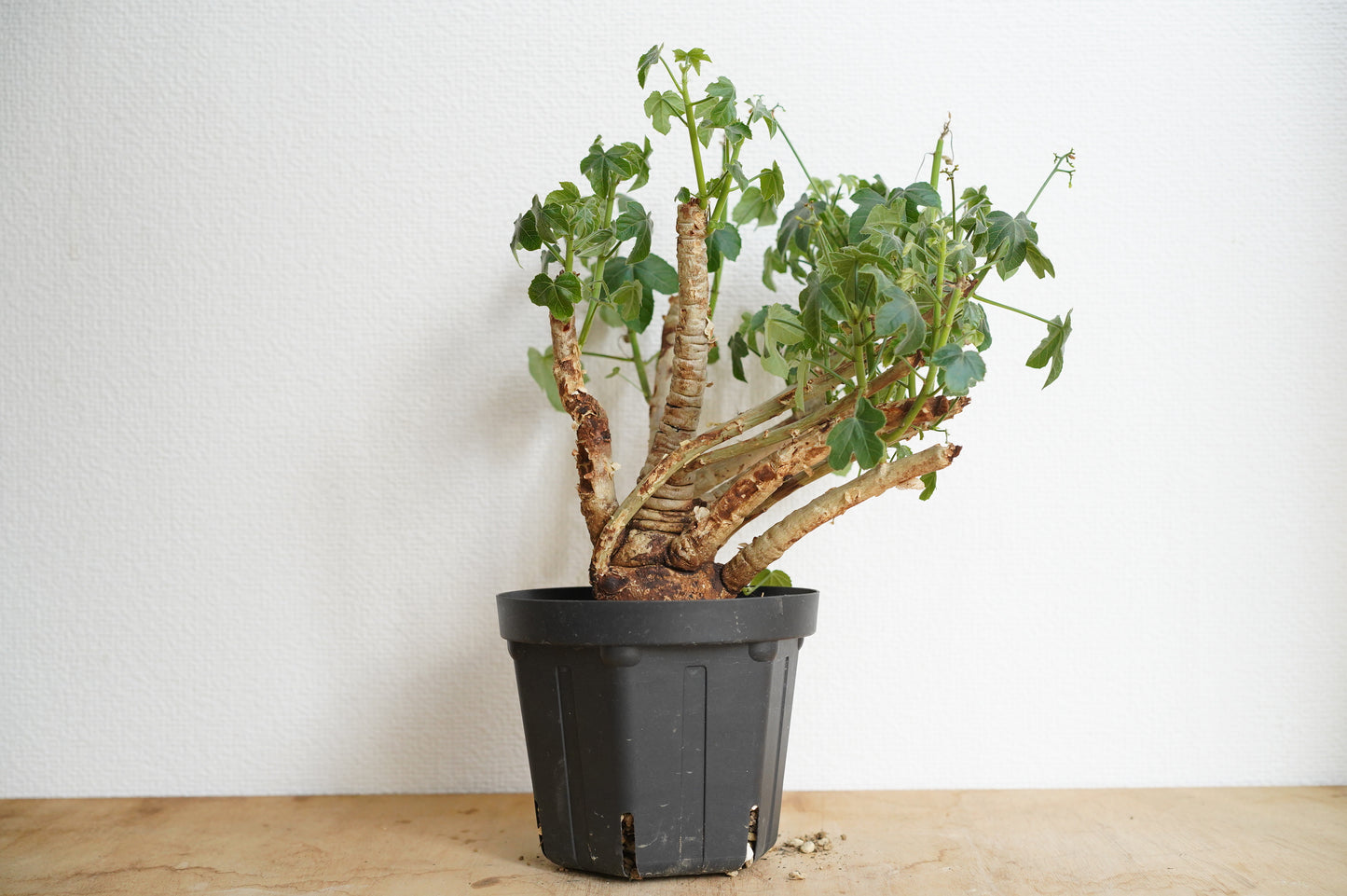 ヤトロファ スピカータ Jatropha spicata (JS2306-003)