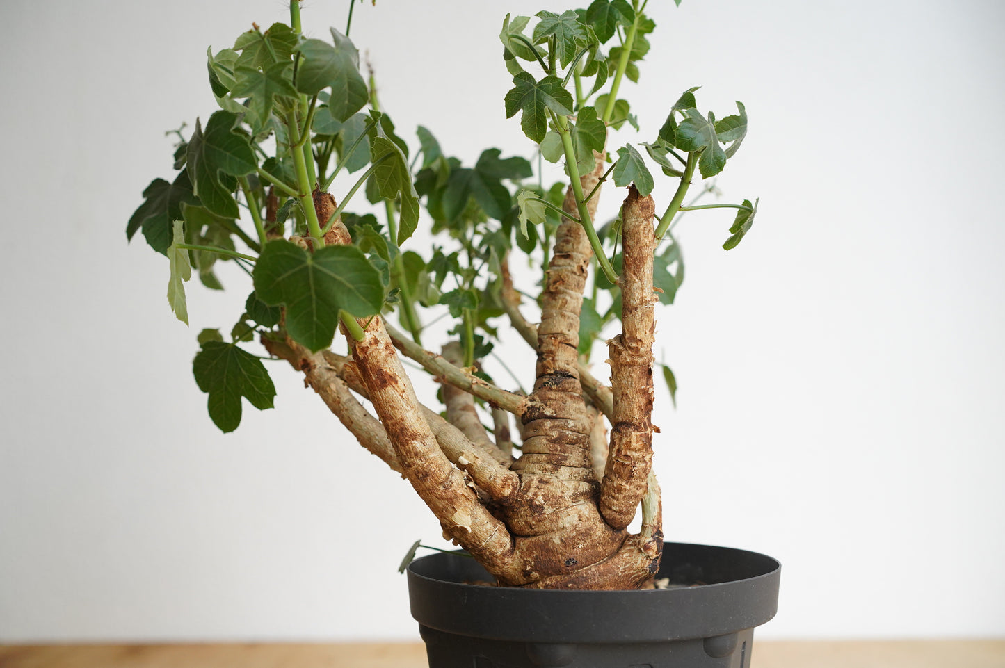 ヤトロファ スピカータ Jatropha spicata (JS2306-003)