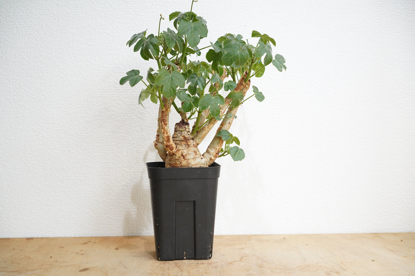 ヤトロファ スピカータ Jatropha spicata (JS2306-008)
