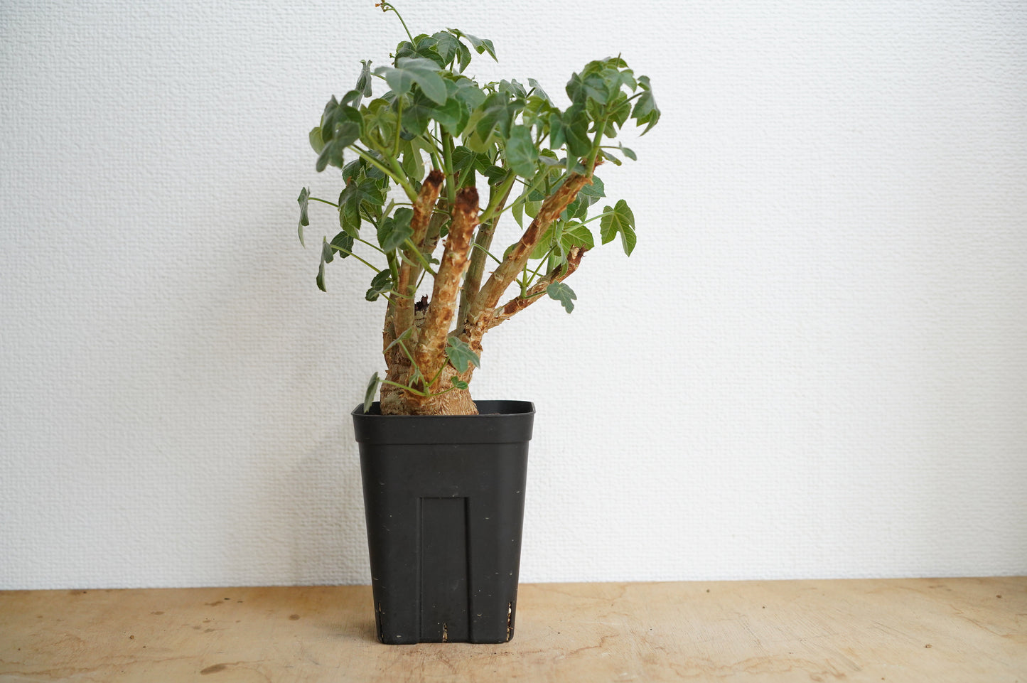 ヤトロファ スピカータ Jatropha spicata (JS2306-008)