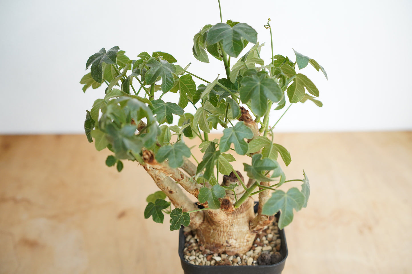 ヤトロファ スピカータ Jatropha spicata (JS2306-008)
