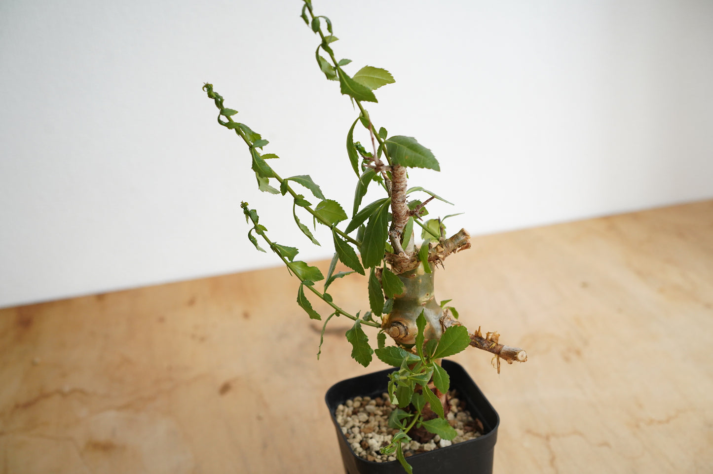 コミフォラ アビシニカ Commiphora habessinica (CH2306-012)