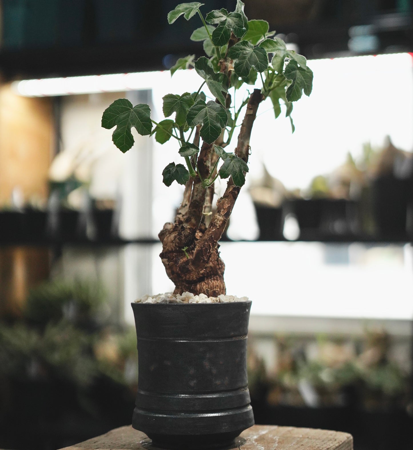 ヤトロファ スピカータ Jatropha spicata (JS2306-013)