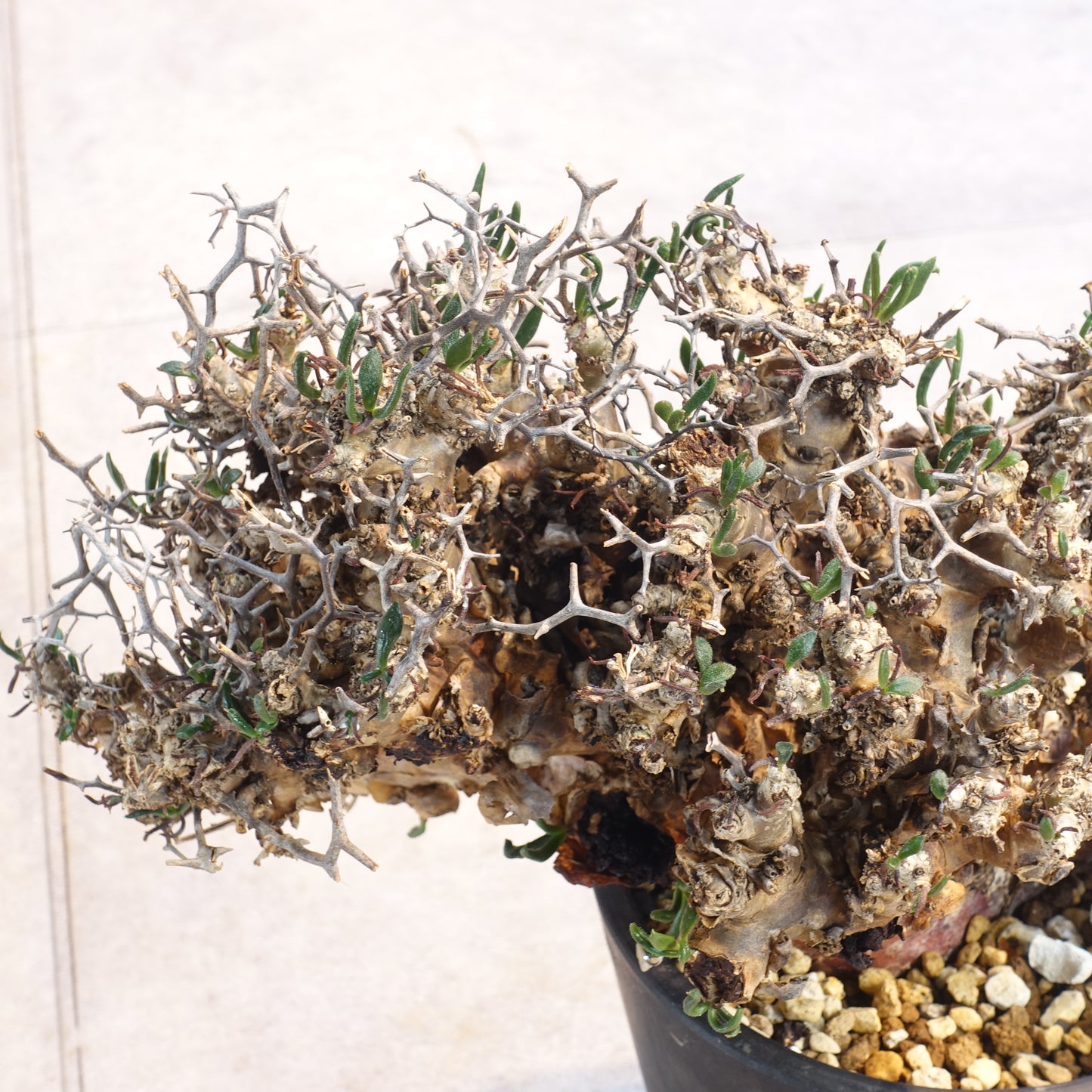チレコドン レティキュラーツス Tylecodon reticulatus(TR2205-005)