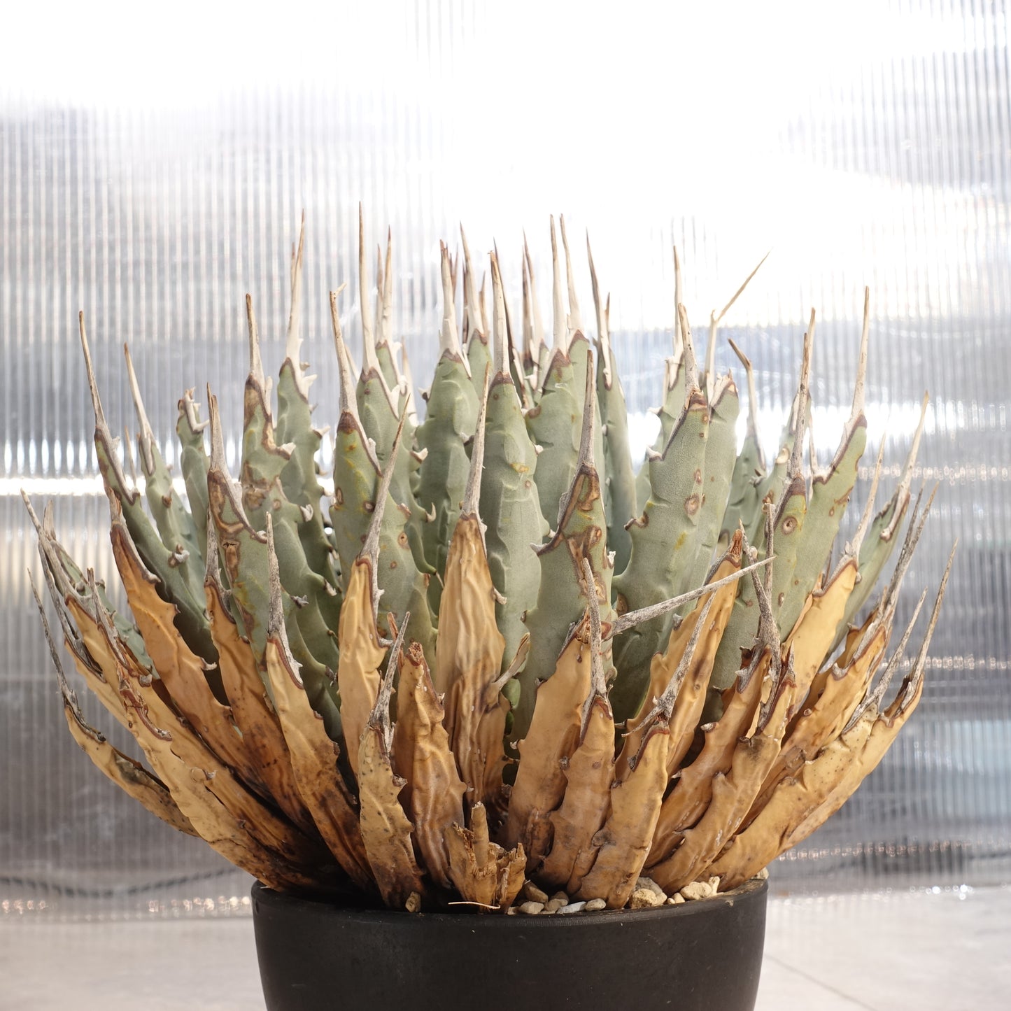 アガベ ユタエンシス エボリスピナ Agave uthaensis var. eborispina (AUE2206-002)