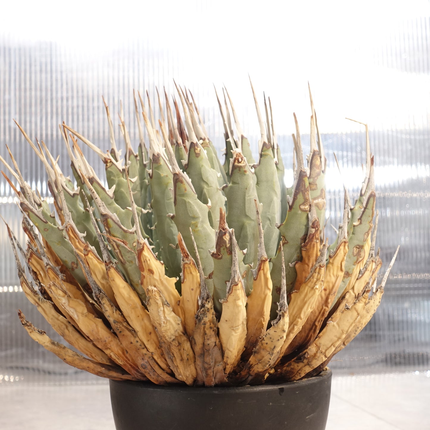 アガベ ユタエンシス エボリスピナ Agave uthaensis var. eborispina (AUE2206-002)