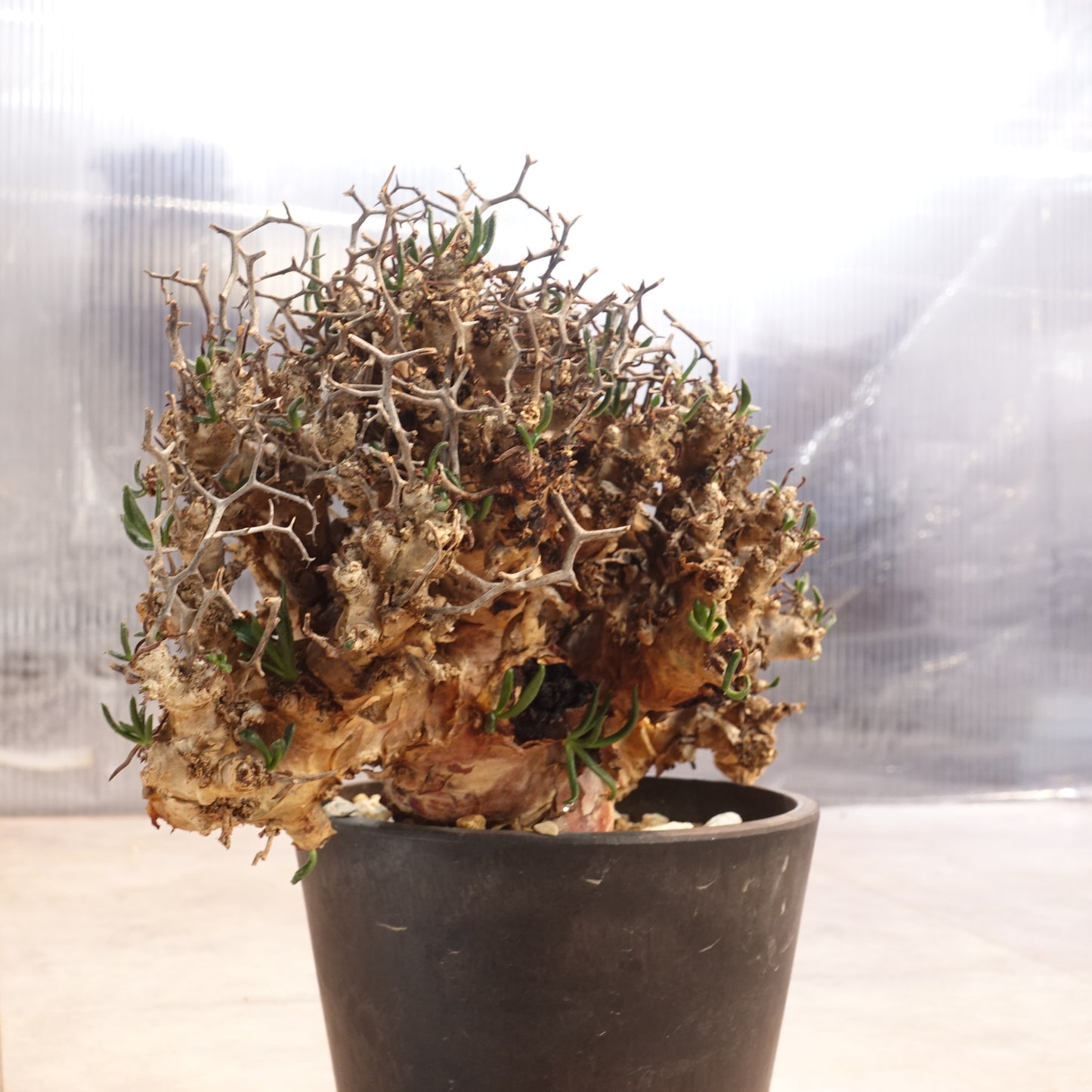 チレコドン レティキュラーツス Tylecodon reticulatus(TR2205-005)