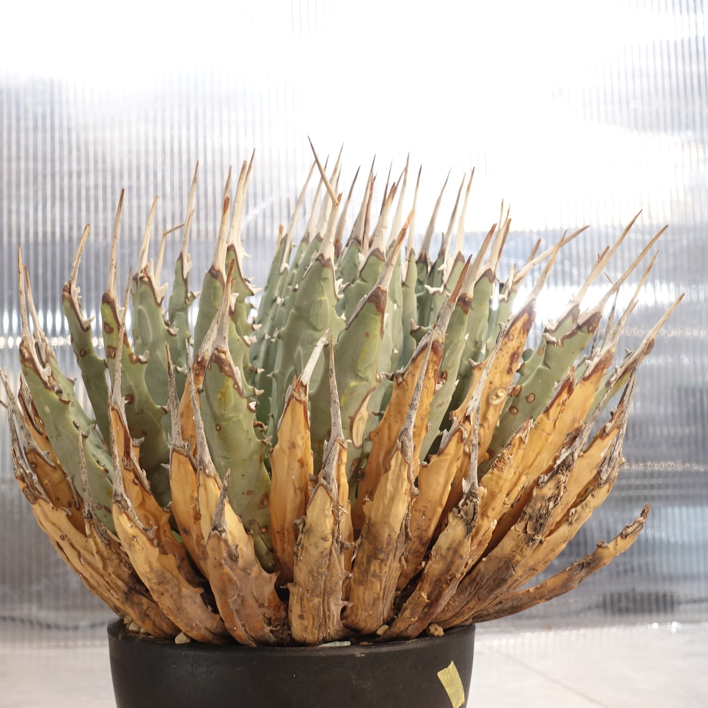 アガベ ユタエンシス エボリスピナ Agave uthaensis var. eborispina (AUE2206-002)