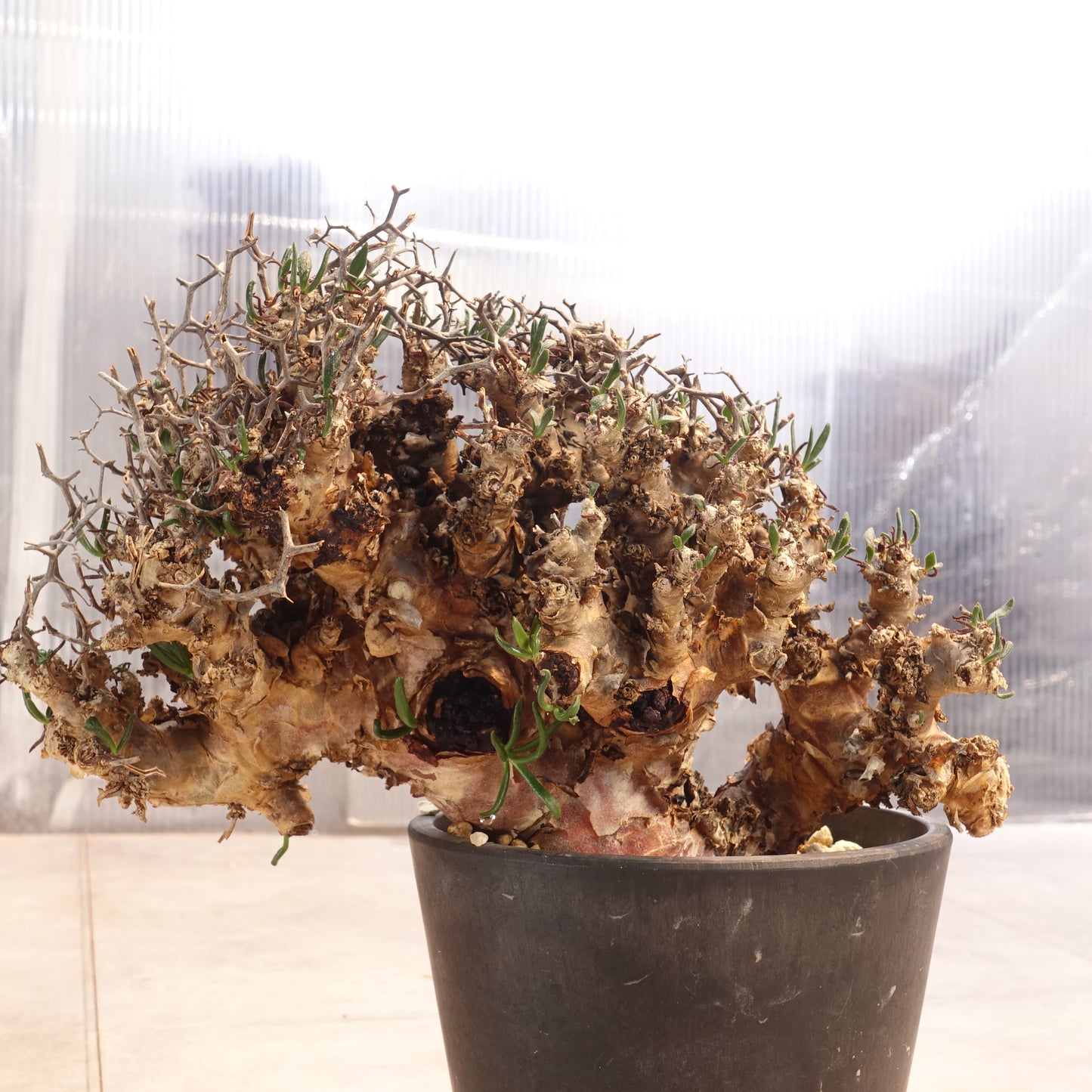 チレコドン レティキュラーツス Tylecodon reticulatus(TR2205-005)