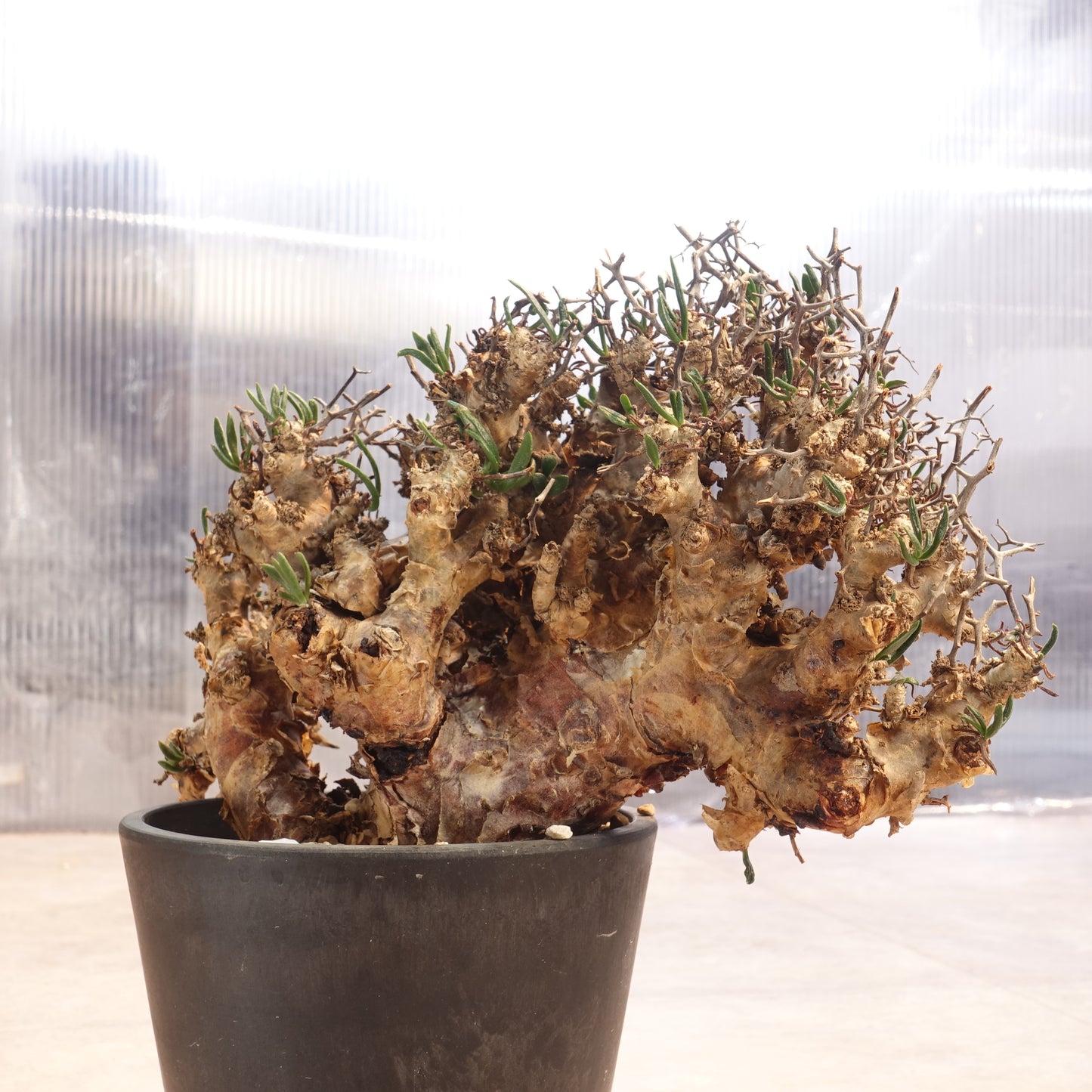チレコドン レティキュラーツス Tylecodon reticulatus(TR2205-005)