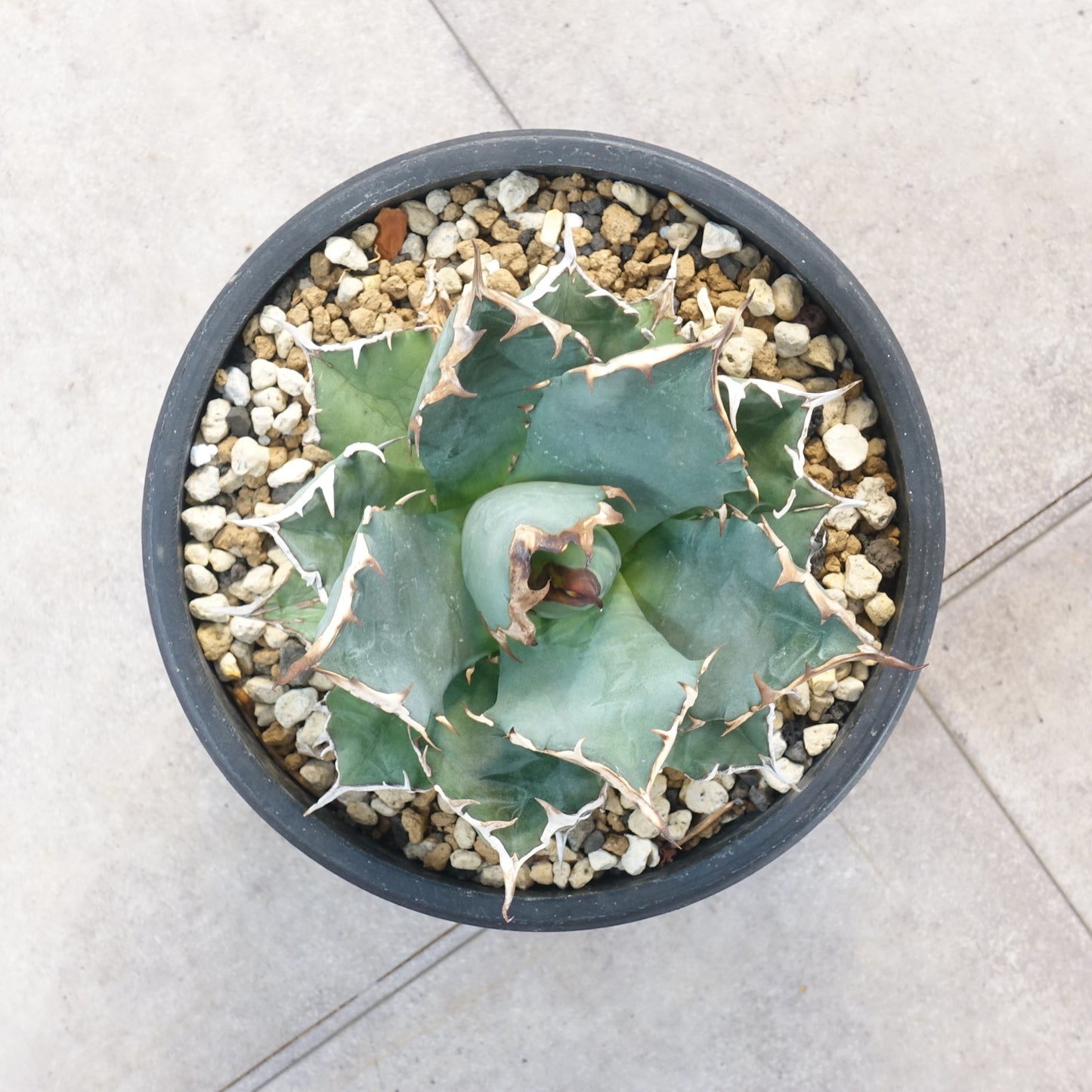 アガベ チタノタ 兜型姫厳龍 Agave titanota (ATHG2206-001)