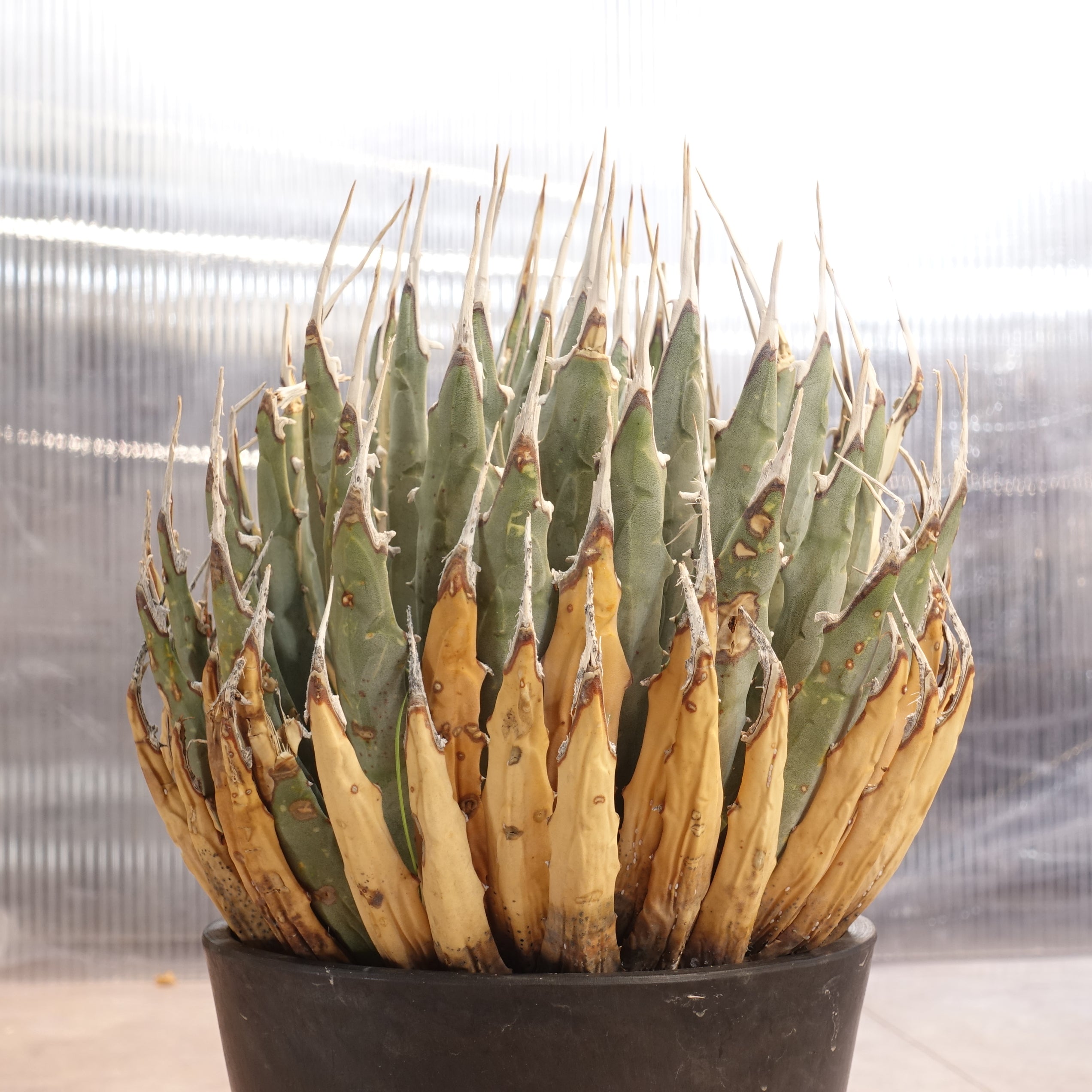 アガベ ユタエンシス エボリスピナ Agave uthaensis var. eborispina(AUE2206-001) – PlaPlants