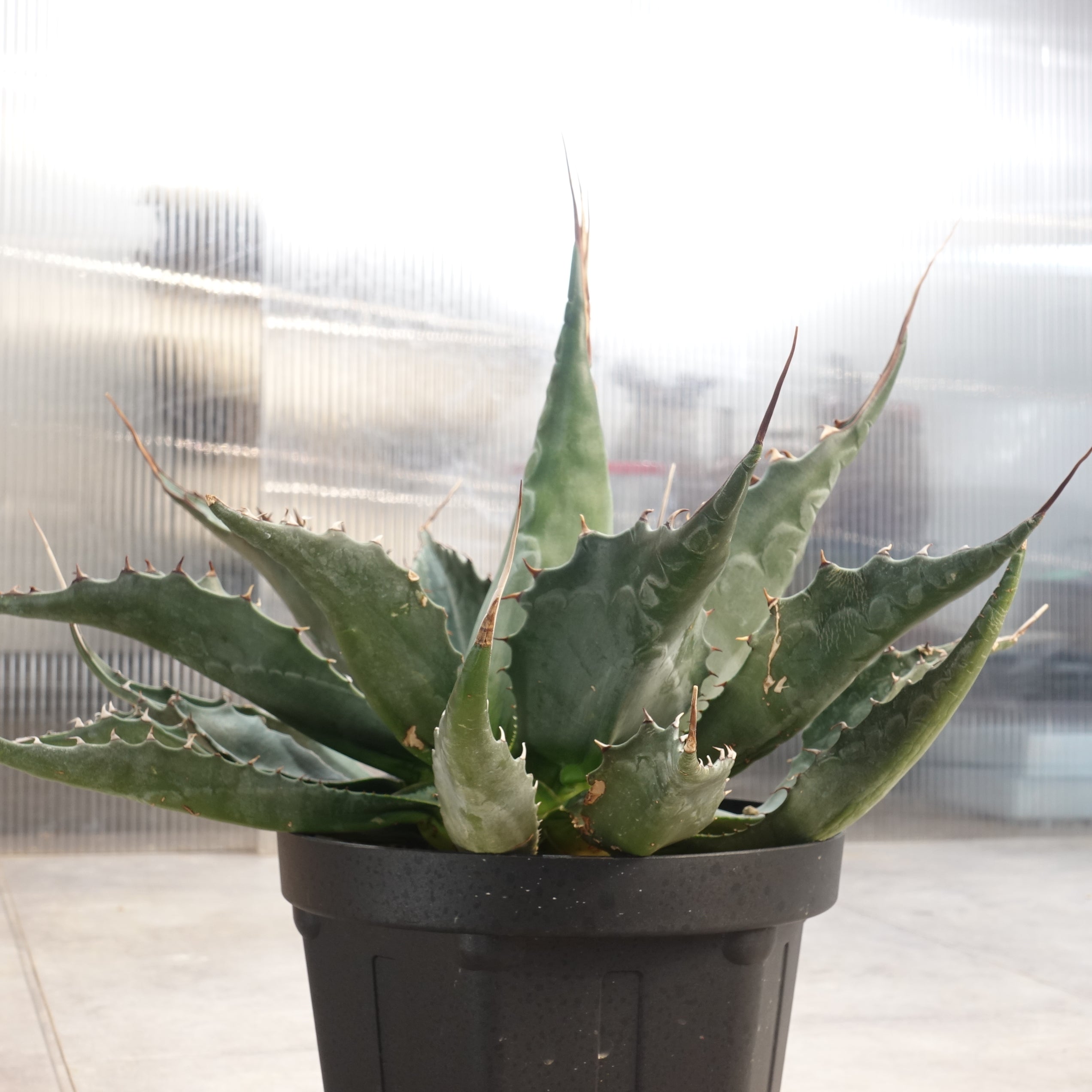 アガベ モンタナ Agave montana(ABG2206-003) – PlaPlants