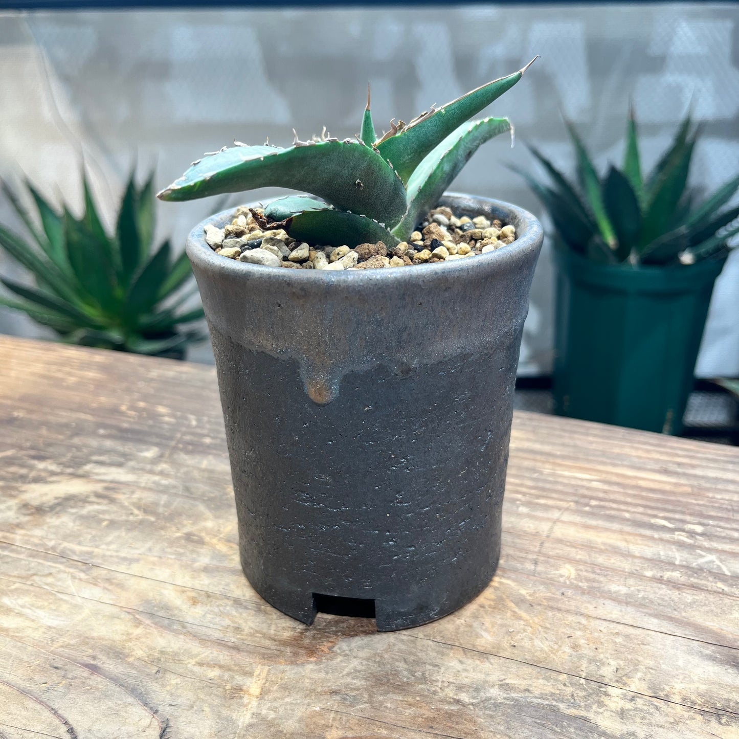 アガべチタノタ オテロイ Agave titanota 'Felipe Otero' (001)