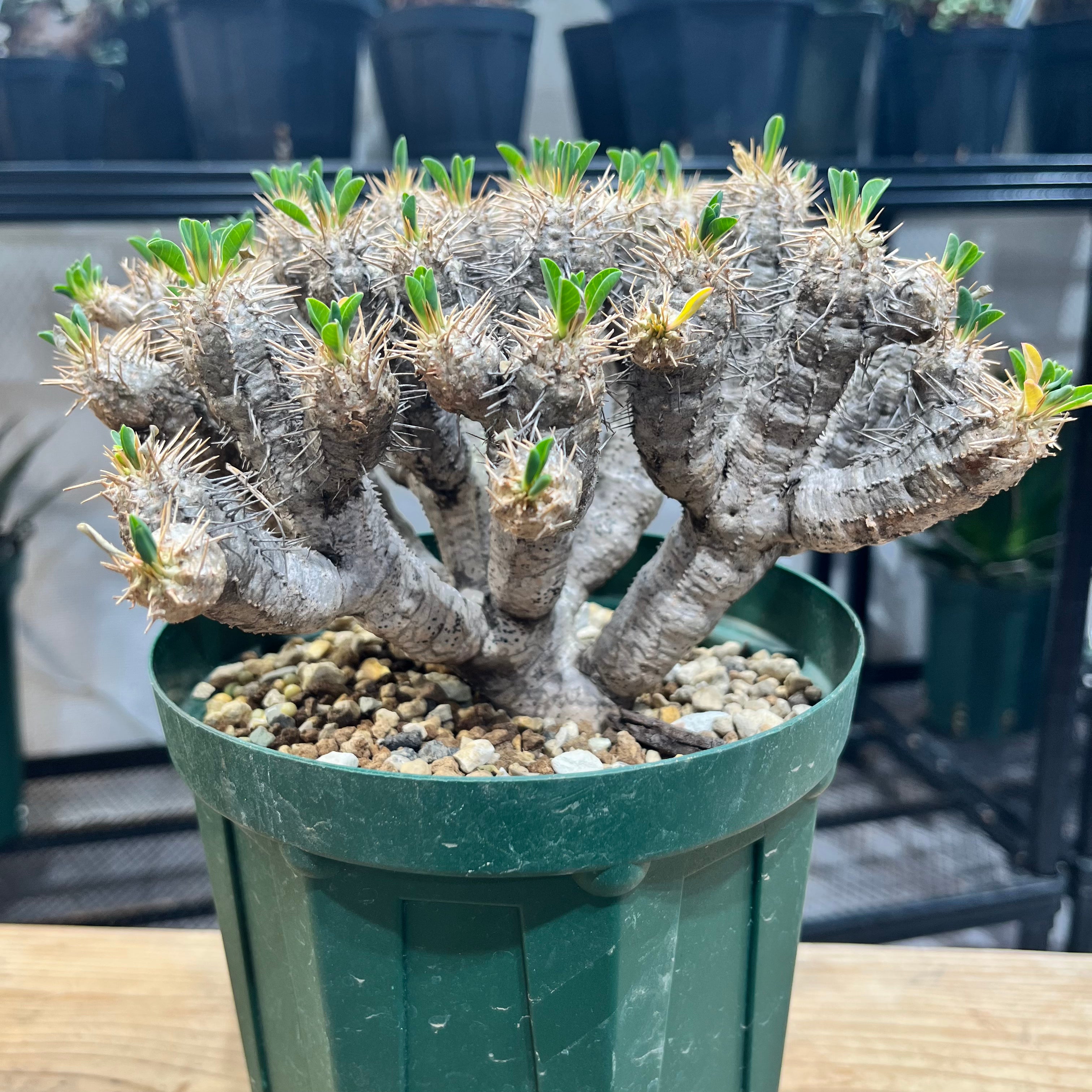 ユーフォルビア・ギラウミニアナ Euphorbia guillauminiana(EG2208-001) – PlaPlants