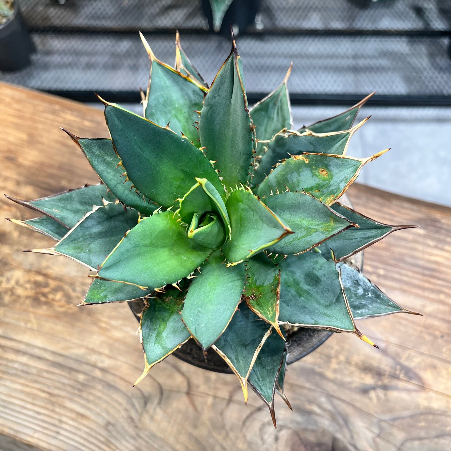 アガベ チタノタ Agave titanota 鉢付き(AT2206-021 )