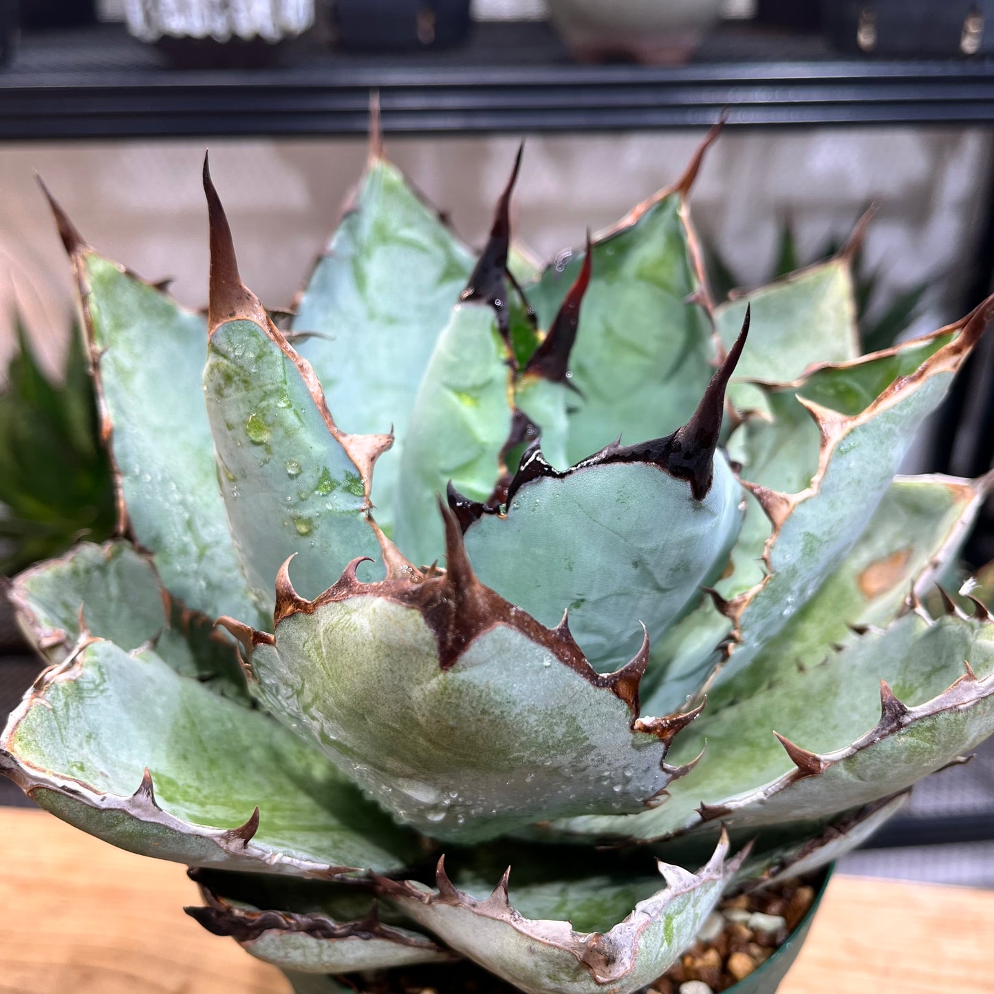 アガベ チタノタ ブラック&ブルー Agave Titanota black&blue (ATBB2206-020)
