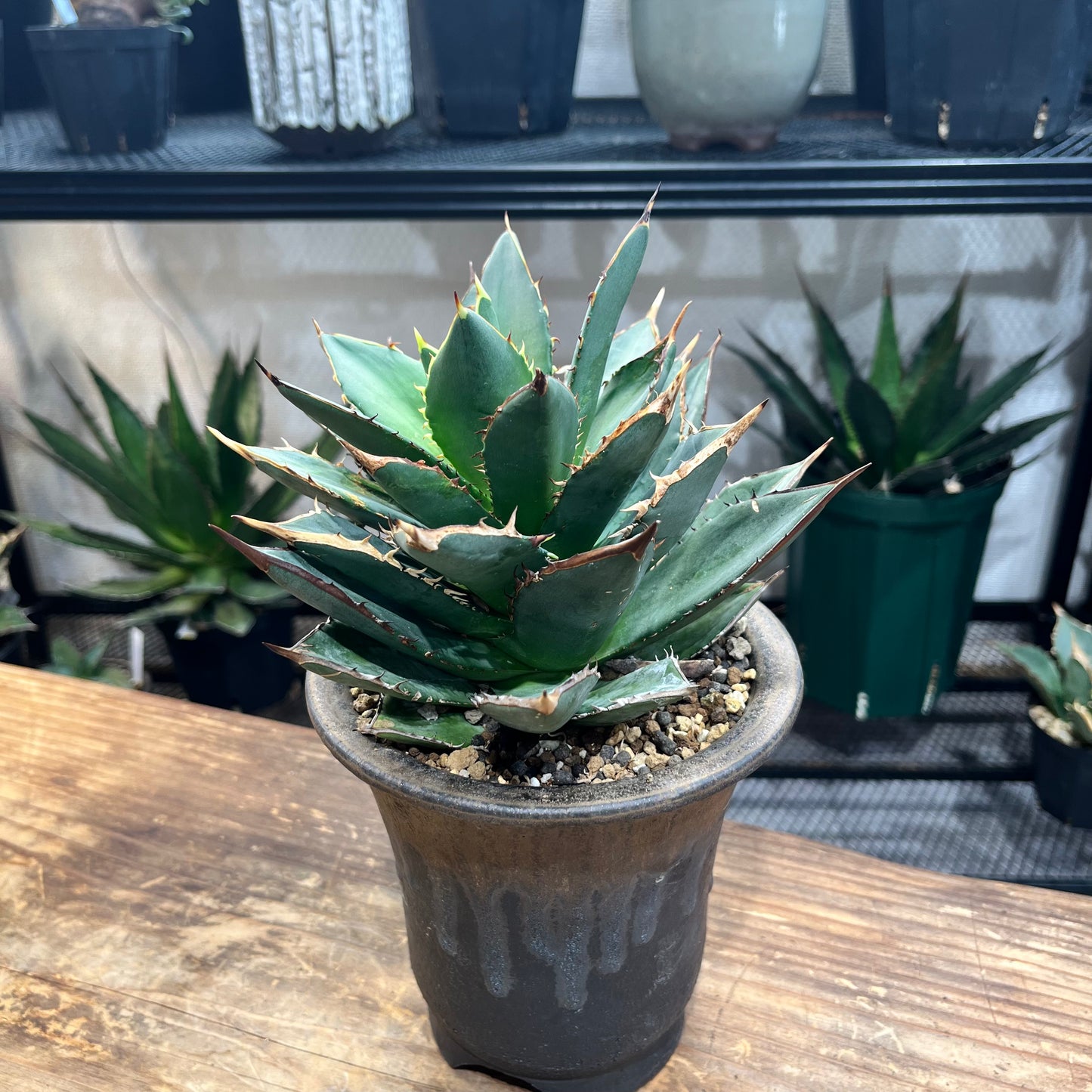 アガベ チタノタ Agave titanota 鉢付き(AT2206-021 )