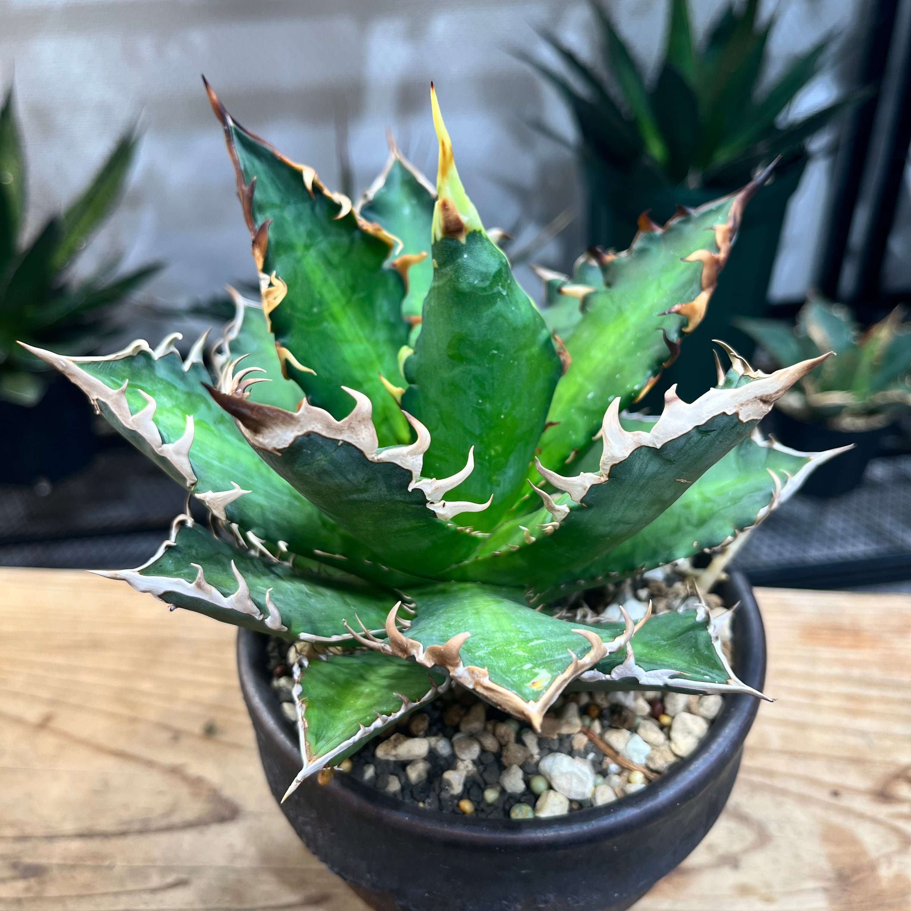 アガベ チタノタ サンクラウンAgave Titanota Sun crown（ATSC2206-002