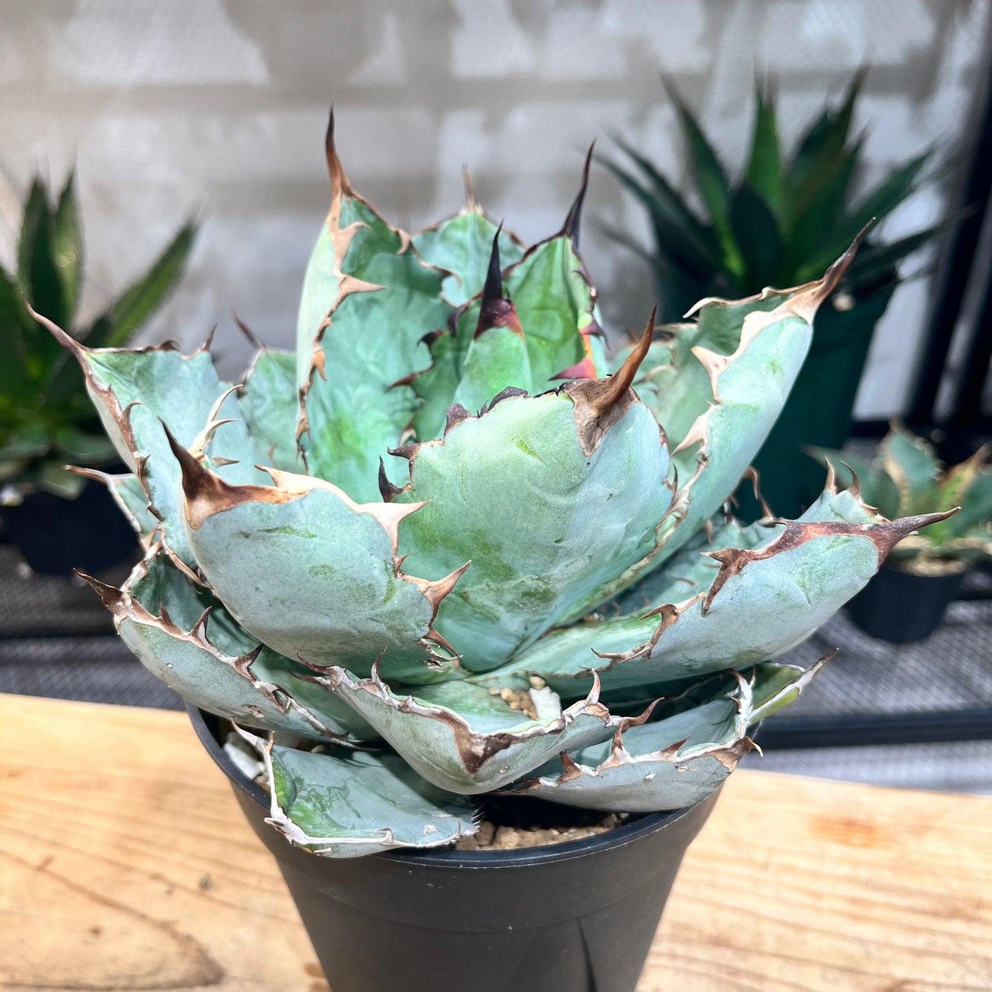 アガベ チタノタ ブラック&ブルー Agave Titanota black&blue (ATBB2206-013)