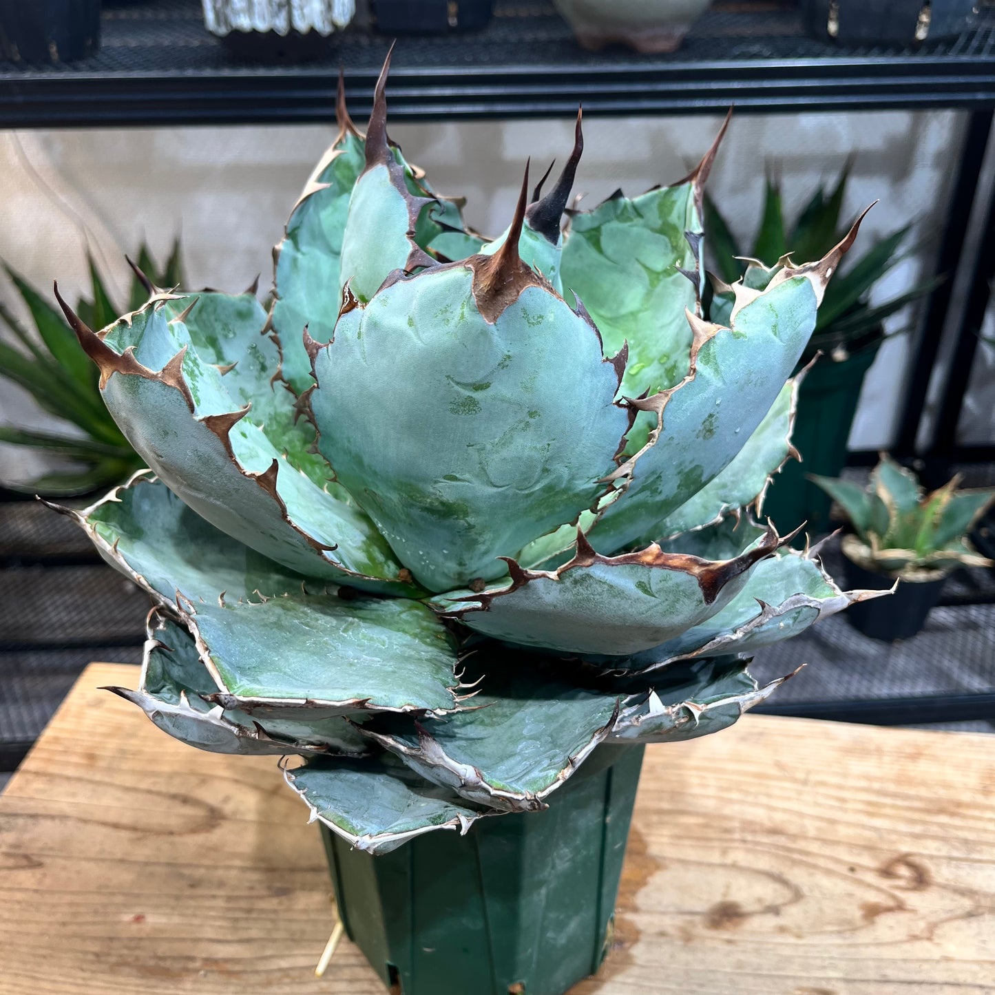 アガベ チタノタ ブラック&ブルー Agave Titanota black&blue (ATBB2206-011)