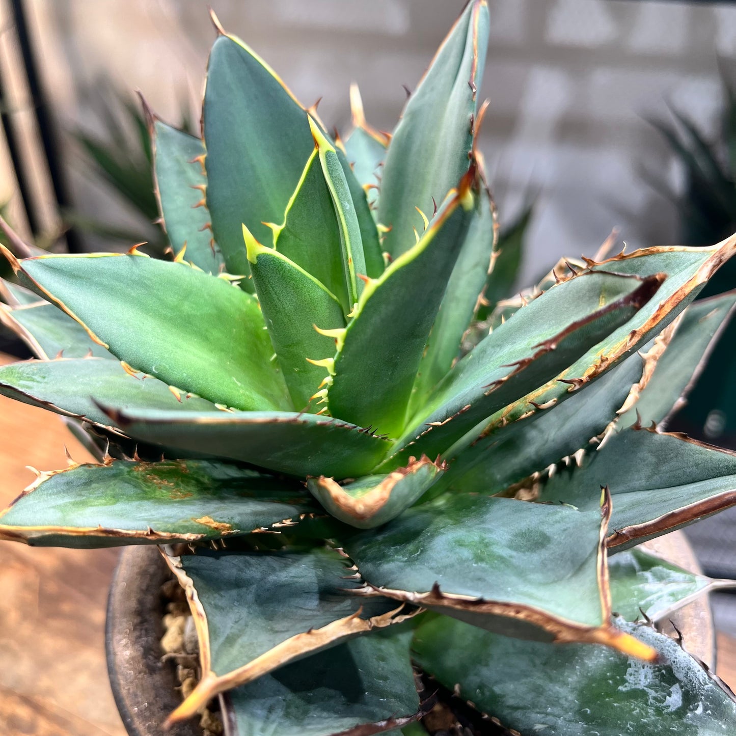 アガベ チタノタ Agave titanota 鉢付き(AT2206-021 )