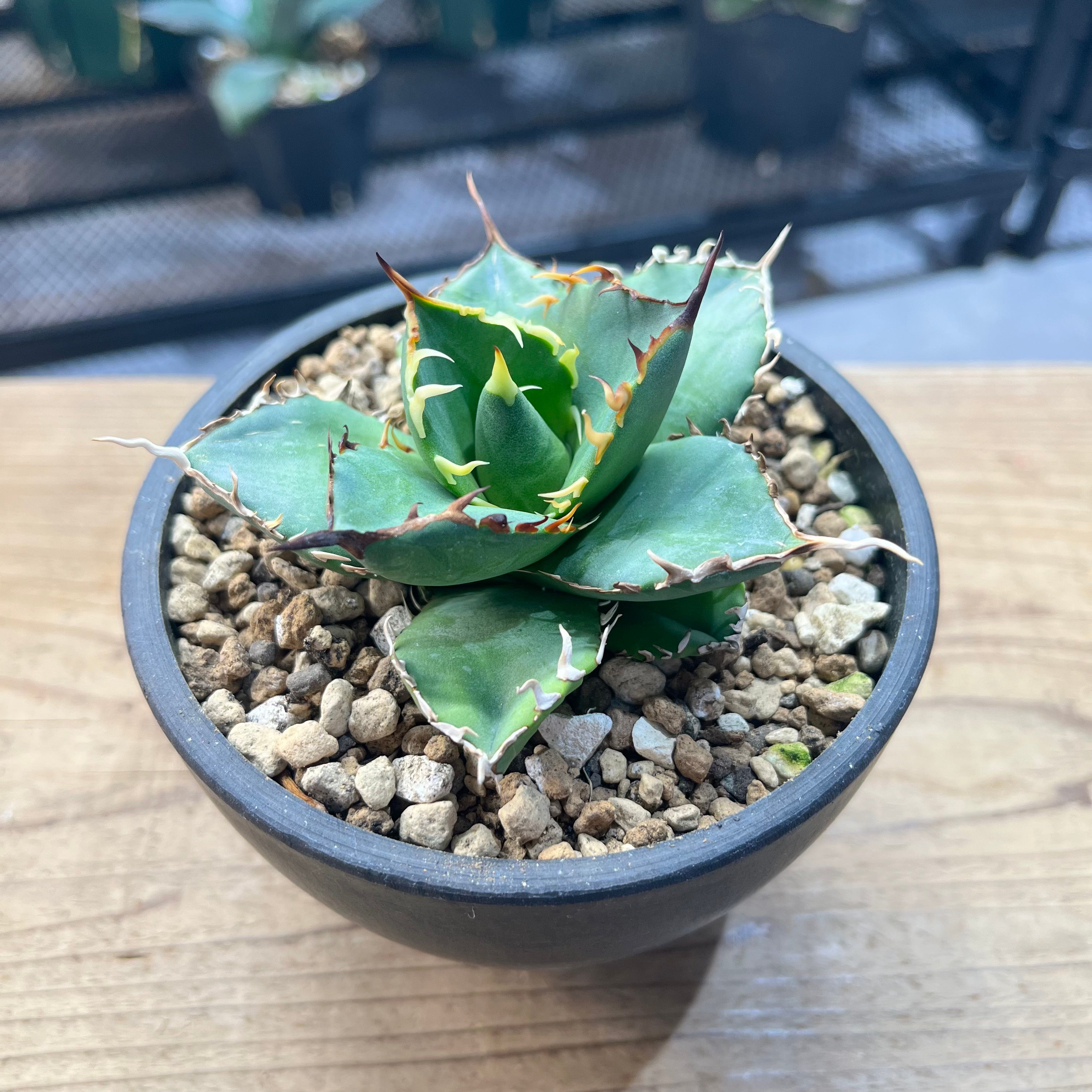 アガベ チタノタ 狂棘厳竜 Agave titanota(ATK2206-001) – PlaPlants