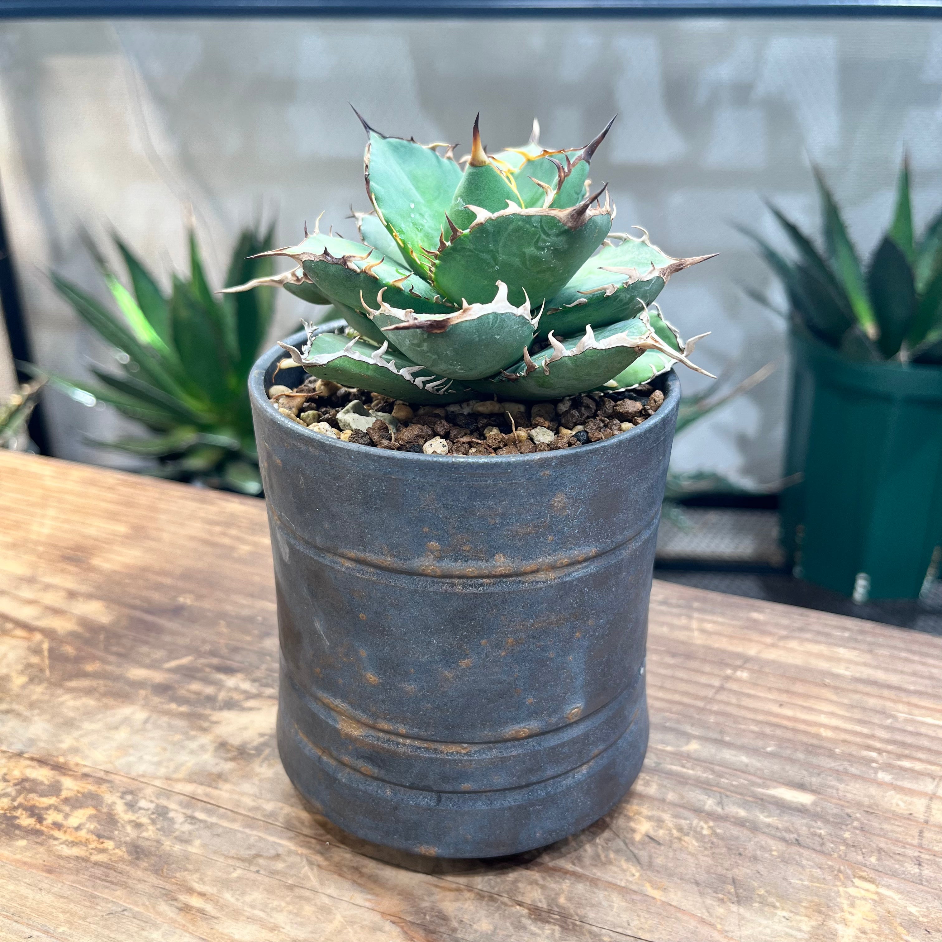 アガベ チタノタ Agave titanota 覇王龍（ATH2206-001） – PlaPlants