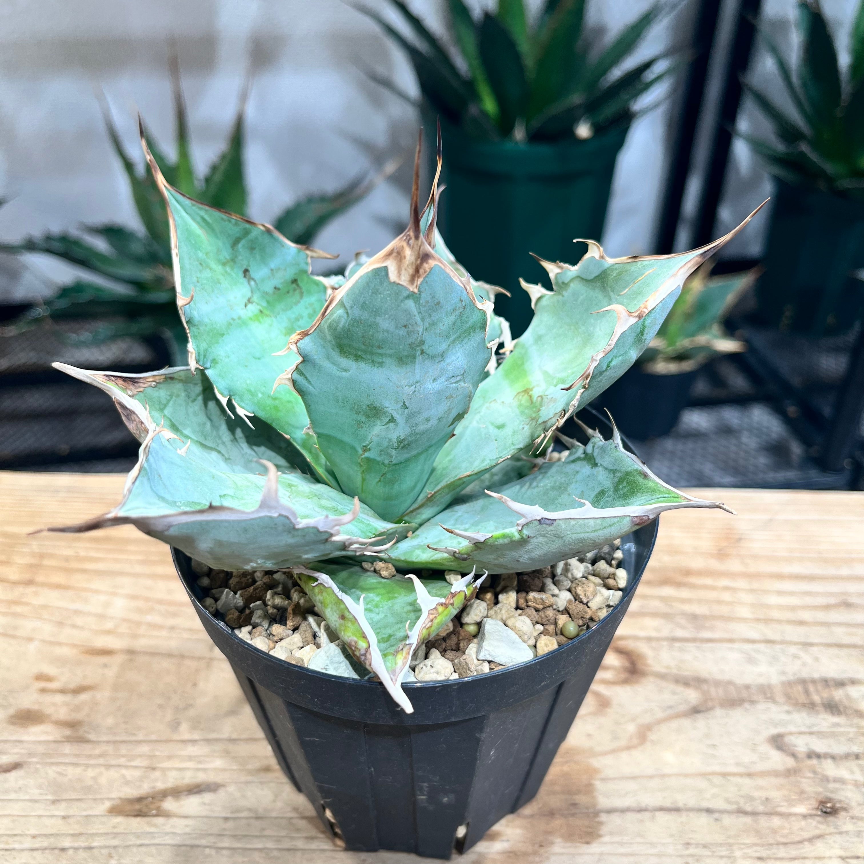 公式 アガベ チタノタ ホワイトアイス 植物/観葉植物 - education