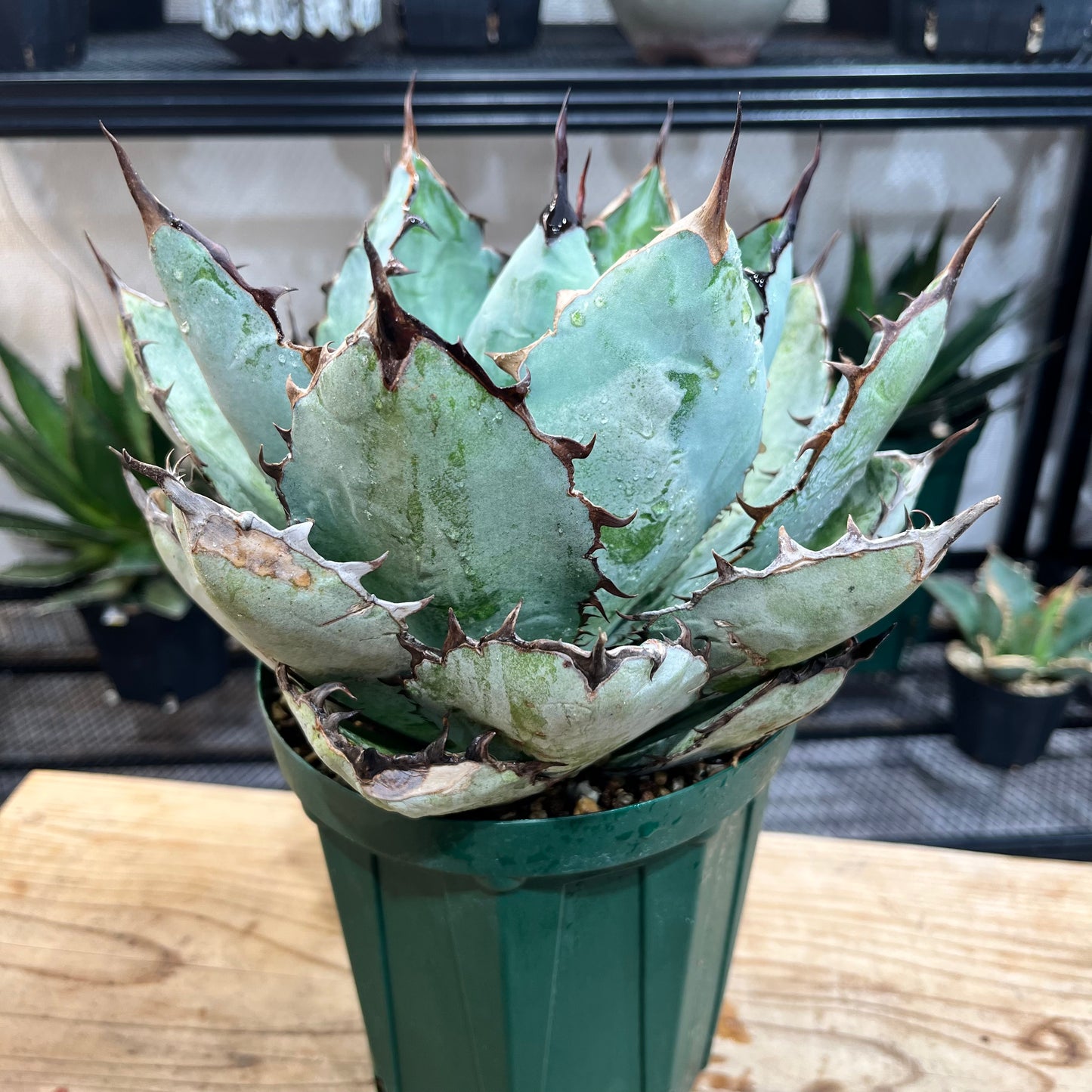 アガベ チタノタ ブラック&ブルー Agave Titanota black&blue (ATBB2206-020)