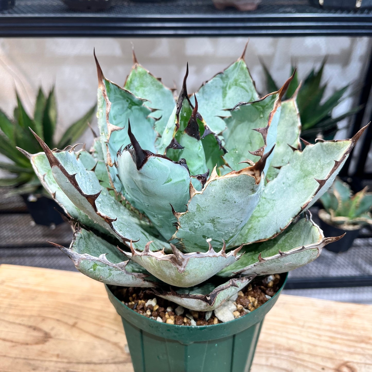 アガベ チタノタ ブラック&ブルー Agave Titanota black&blue (ATBB2206-020)
