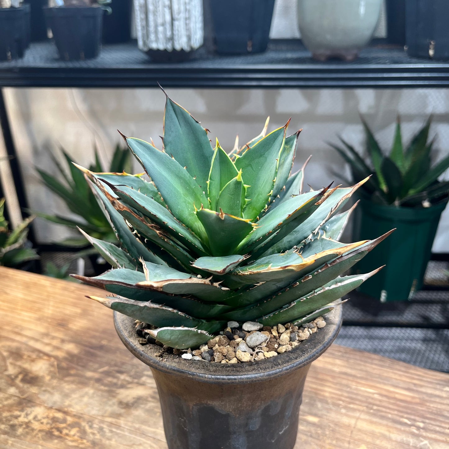 アガベ チタノタ Agave titanota 鉢付き(AT2206-021 )