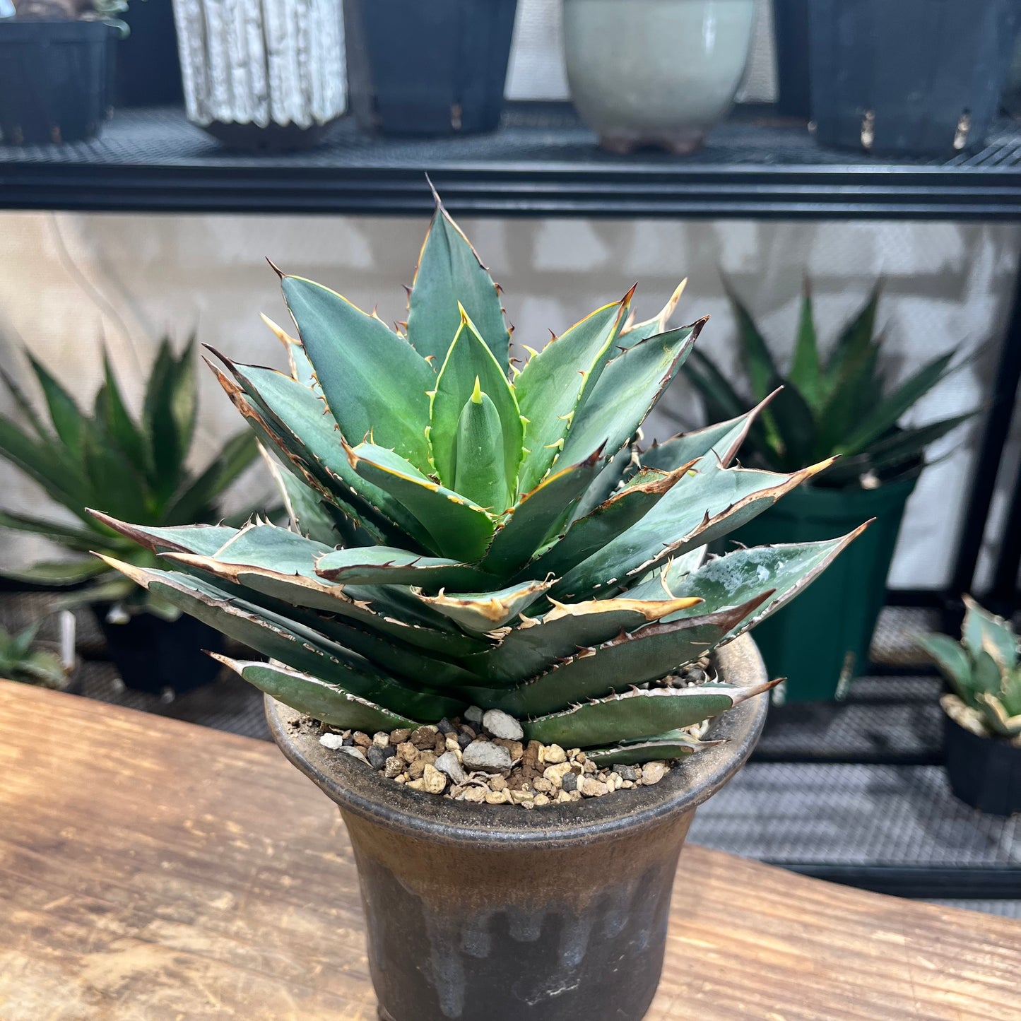 アガベ チタノタ Agave titanota 鉢付き(AT2206-021 )