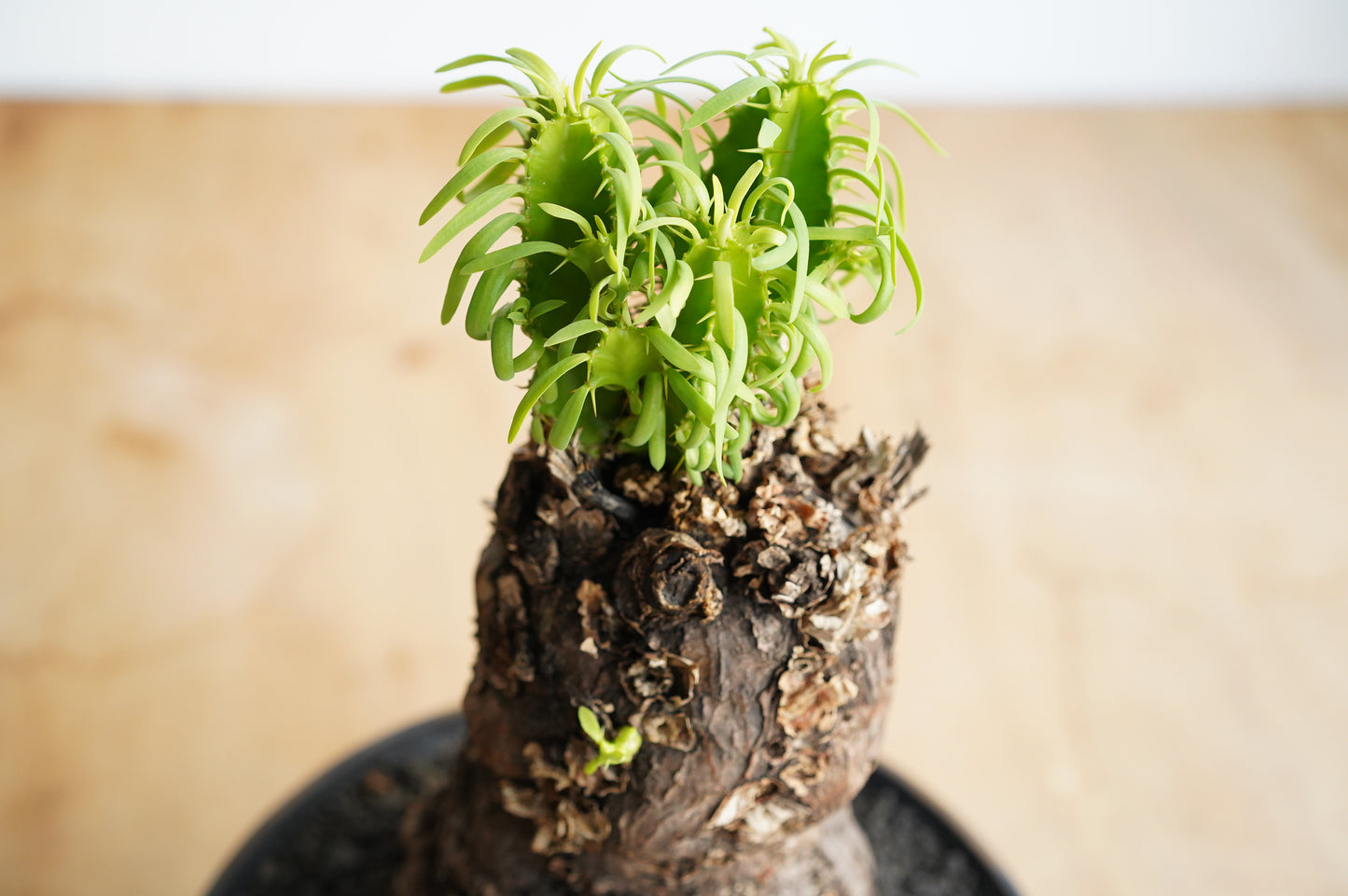 ユーフォルビア ムランジーナ Euphorbia mlanjeana (EM2307-001/鉢付き)