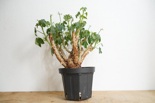 ヤトロファ スピカータ Jatropha spicata  (JS2306-003)