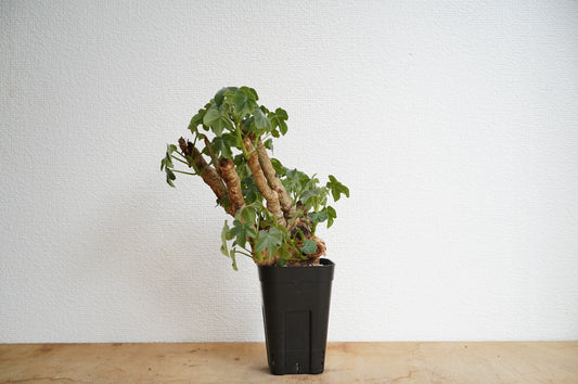 ヤトロファ スピカータ Jatropha spicata  (JS2306-010)