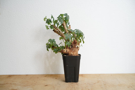 ヤトロファ スピカータ Jatropha spicata  (JS2306-010)