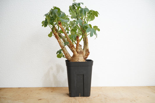 ヤトロファ スピカータ Jatropha spicata  (JS2306-008)