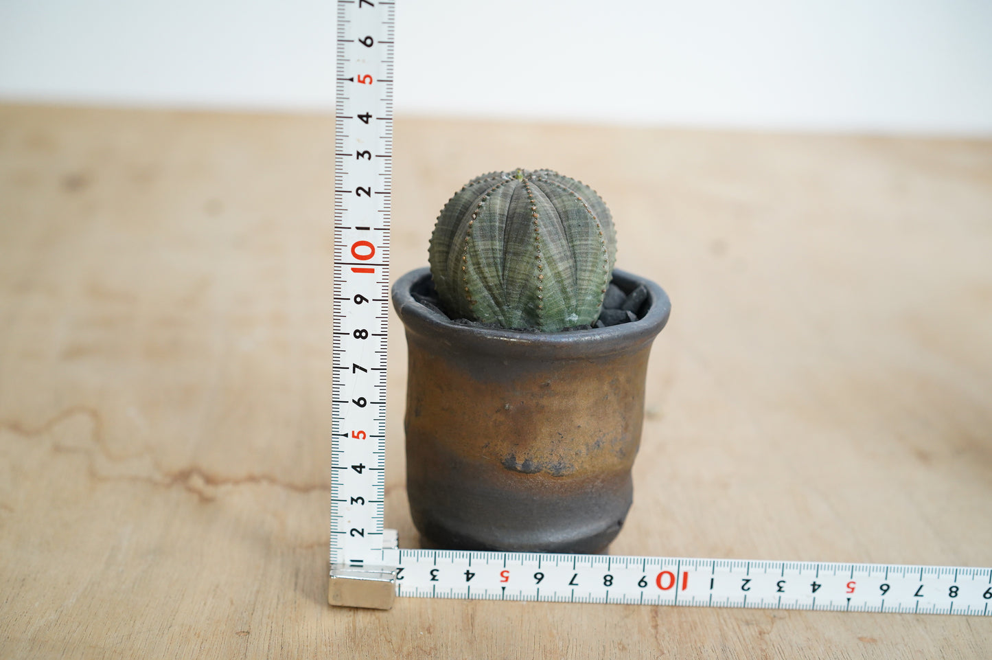 ユーフォルビア・オベサ  Euphorbia obesa (EO2210-005)