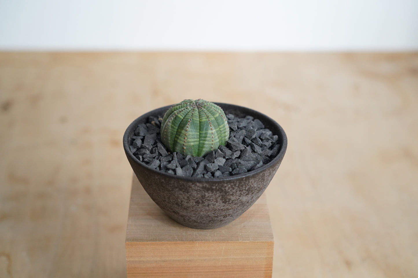 ユーフォルビア・オベサ  Euphorbia obesa  (EO2210-007)