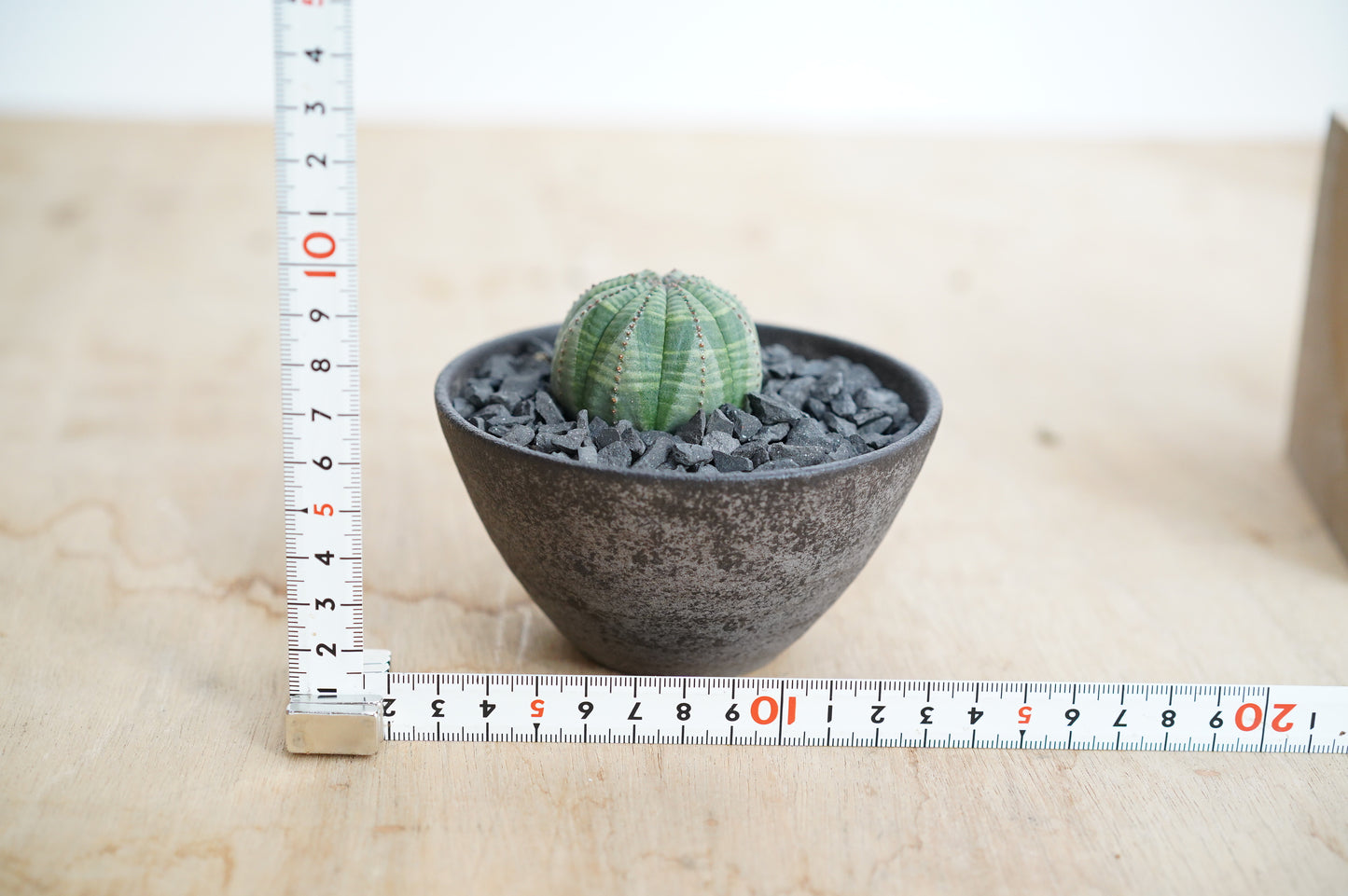 ユーフォルビア・オベサ  Euphorbia obesa  (EO2210-007)