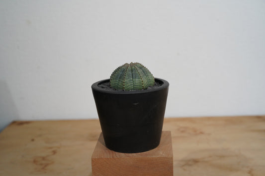 ユーフォルビア・オベサ  Euphorbia obesa (002）