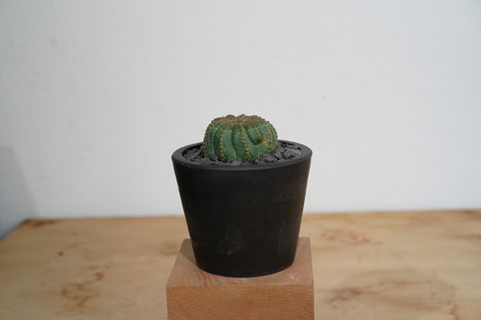 ユーフォルビア・オベサ  Euphorbia obesa (006）