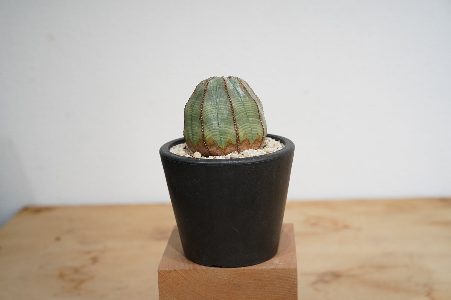 ユーフォルビア・オベサ  Euphorbia obesa (007）