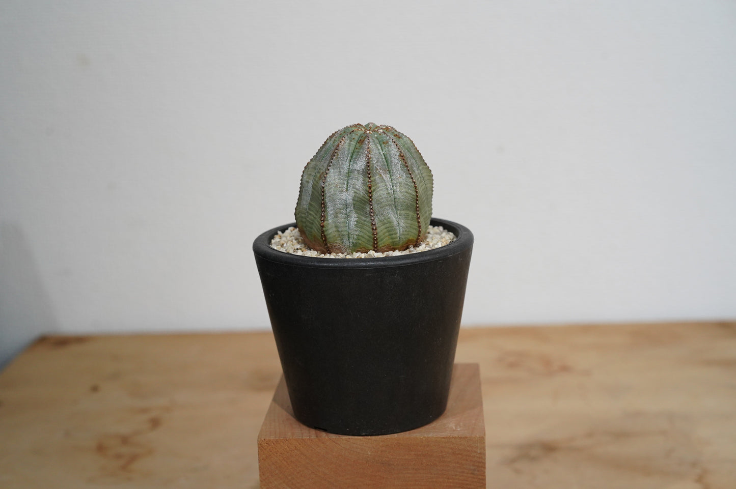 ユーフォルビア・オベサ  Euphorbia obesa (007）