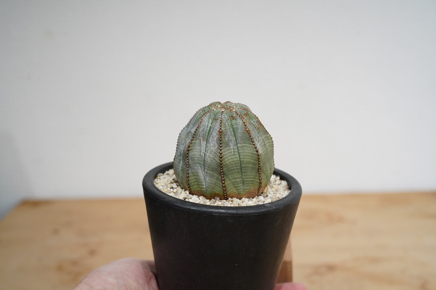 ユーフォルビア・オベサ  Euphorbia obesa (007）