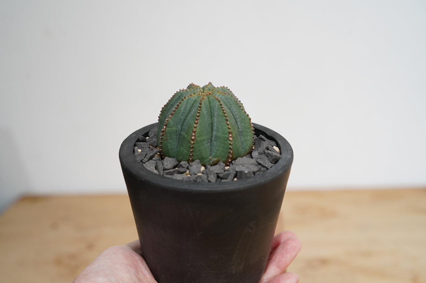 ユーフォルビア・オベサ  Euphorbia obesa (008）