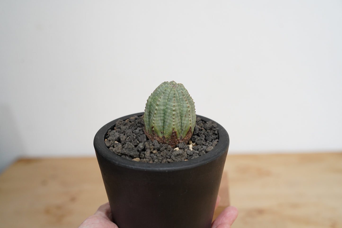 ユーフォルビア・オベサ  Euphorbia obesa (012）