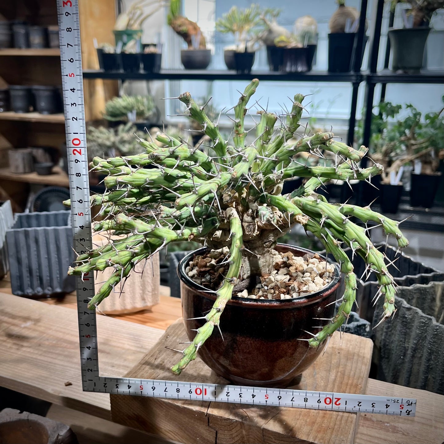 ユーフォルビア　グラキリラメア（牧神閣）Euphorbia graciliramea (EGR2305-006)